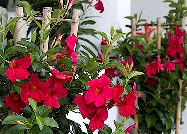 111publishing's tweet image. Visit to the Montreal Botanical Garden in Winter
content-on-demand.blogspot.com/2025/05/montre…
#Montreal #BotanicalGarden
.