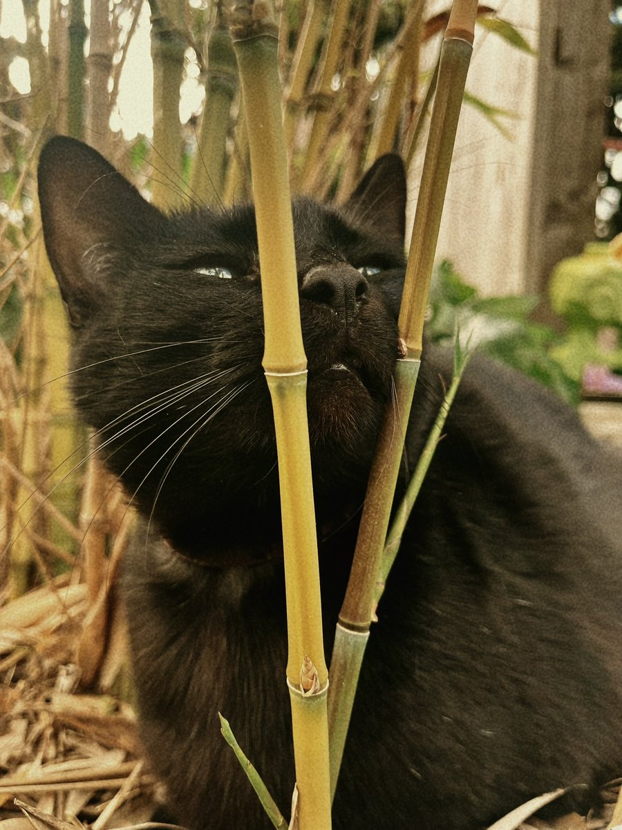 bloominokoo's tweet image. mon fils omggg #prouddad