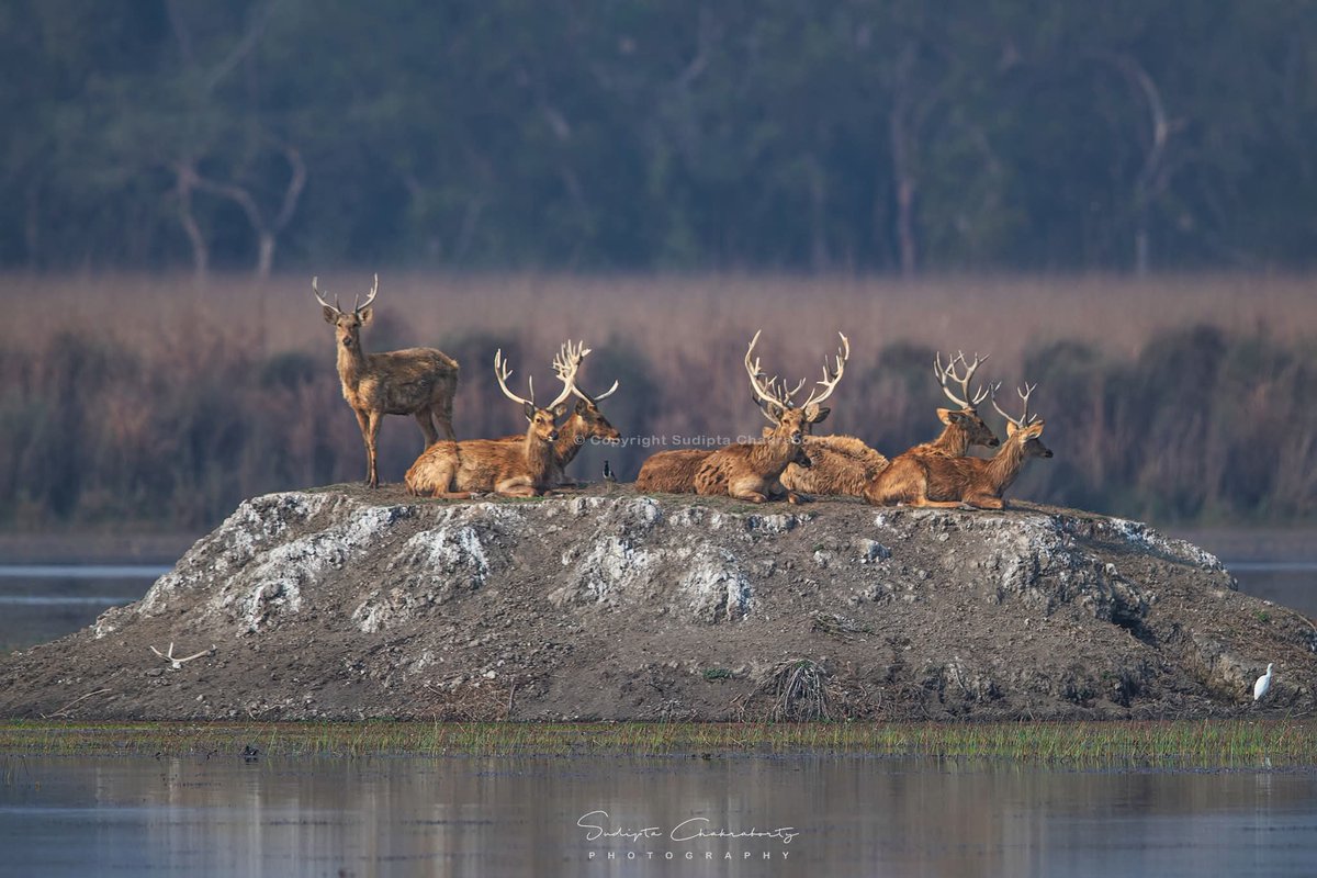 Sudipta Chakraborty Photography tweet media