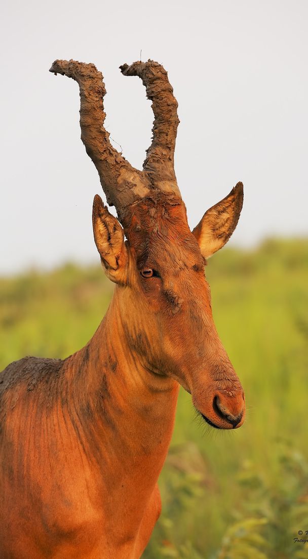 Cabrito ⛧ tweet media