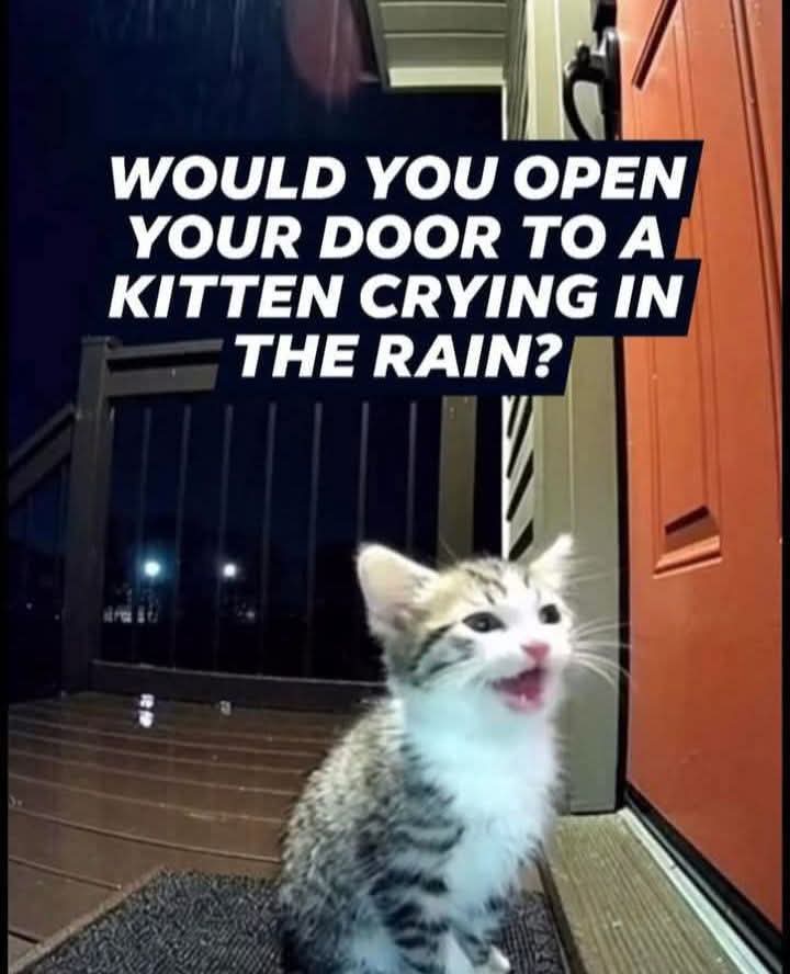 Lillybelli's tweet photo. Would you open your door to a kitten crying in the rain?
Yes or No https://t.co/1u8Yu5E48B