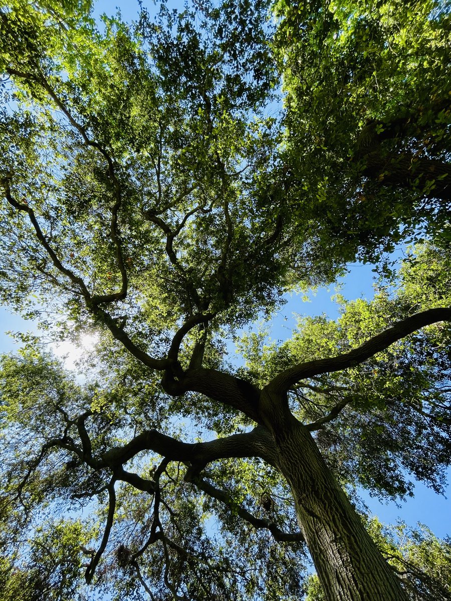 PJ’s Garden tweet media