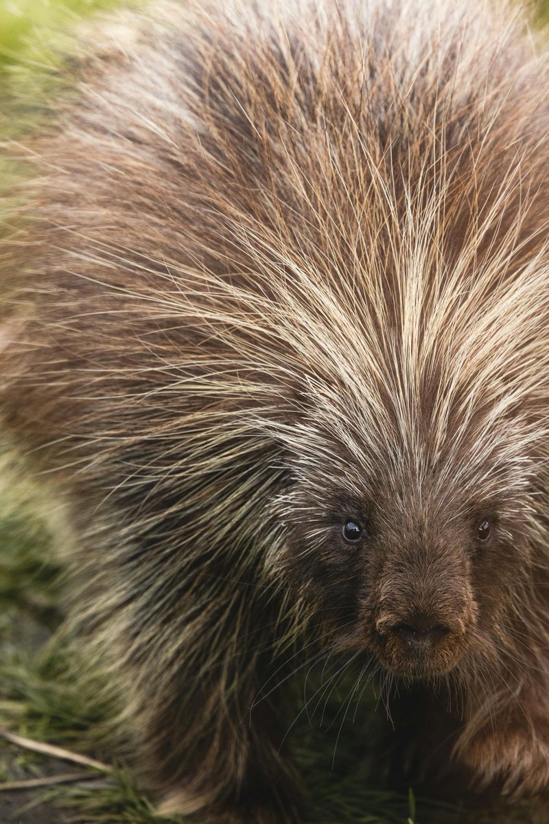 ftwglobal's tweet image. Animal of the Week: American Porcupine
Unlike their African cousins, these elusive critters spend much of their lives in the trees. Not endangered, but rarely seen. Head into the woods at dawn/dusk and look up!
🧡 FTW
#ftw #ftwglobal #freethewild #animaloftheweek #wildlife