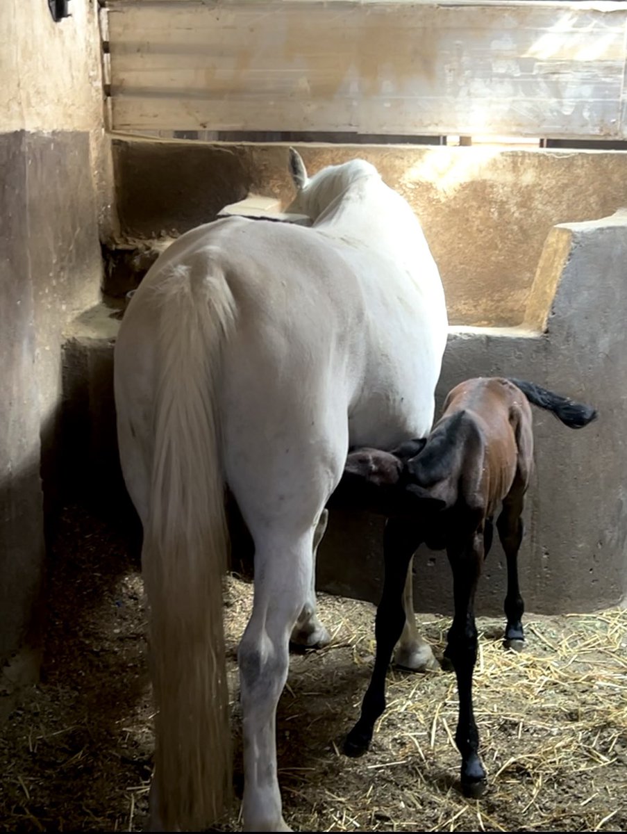 مریم tweet media