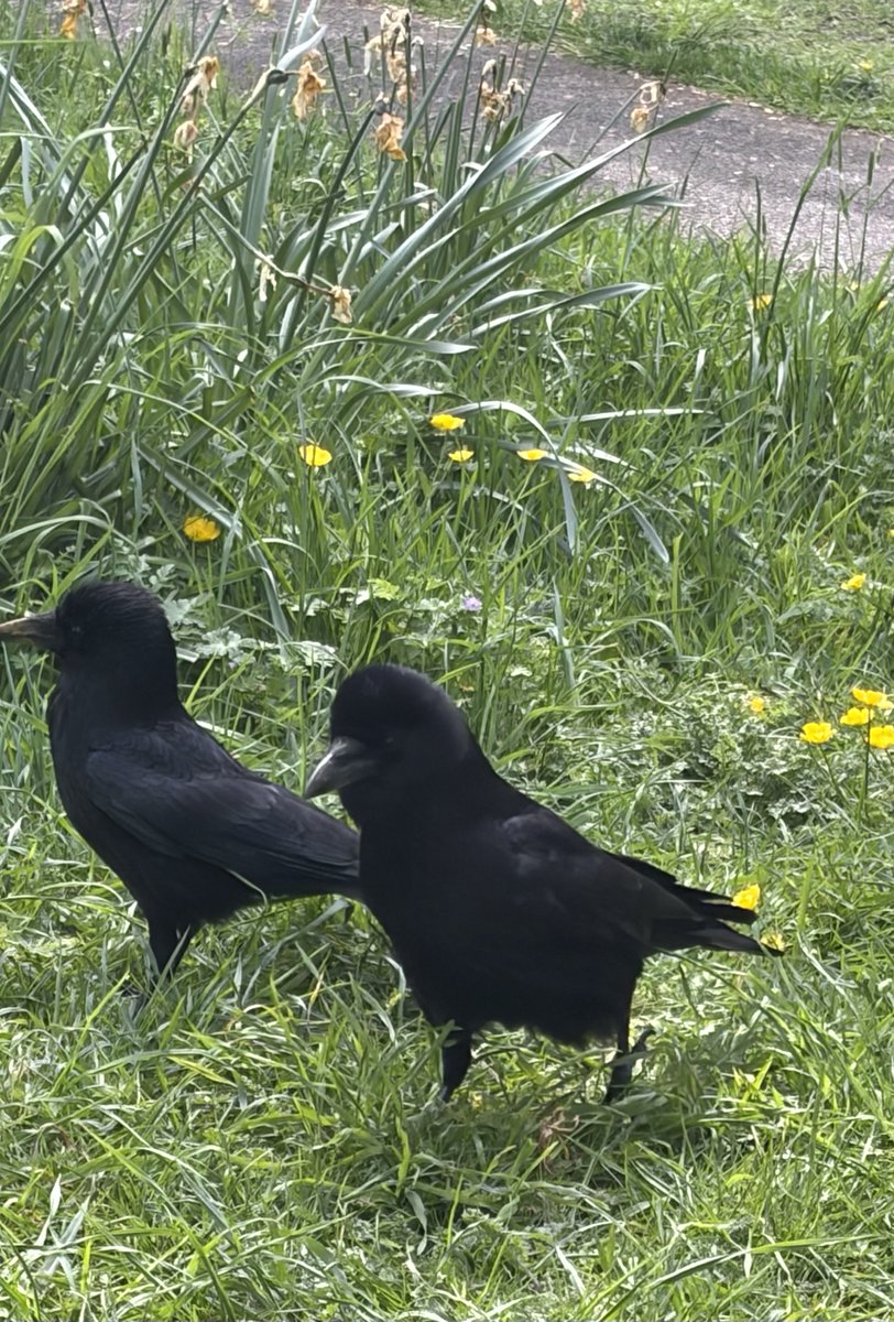 BromptonBunch's tweet image. Crow couple off for a stroll #Crows