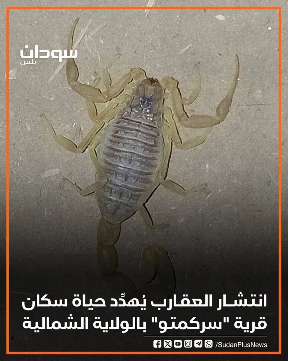 شكا مواطنون من انتشار العقارب بمنطقة "حلة المسجد الكبير" بقرية سركمتو في الولاية ٧الشمالية، وقالوا إنّ العقارب كميتها كبيرة وباتت تُشكِّل تهديدًا حقيقيًا على حياة الأهالي، لا سيما الأطفال وكبار السن.