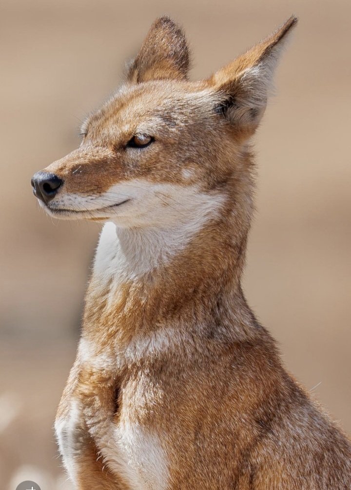 The #EthiopianWolf is a master of the highlands. I caught this beautiful female scanning the plateau in #BaleMountainsNationalPark. With fewer than 500 left, every frame of this endemic species is a reminder of why habitat protection matters.

<a href="/KyKebero/">EWCP Ethiopian Wolf Conservation</a> <a href="/ClaudioSillero/">Claudio Sillero</a> <a href="/ESA_org/">Ecological Society</a>