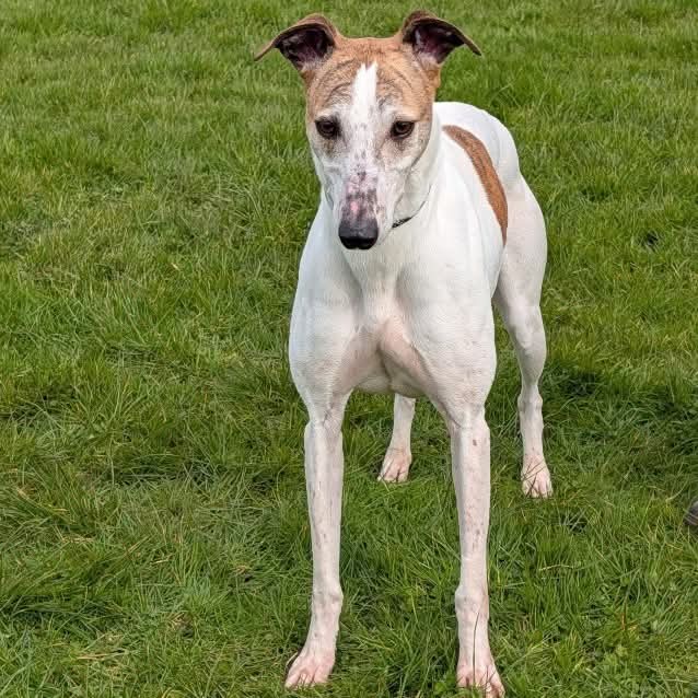 💔Timmy's last post got 1.2K reposts &amp; 14.9K views, thank you all, but this sweet lad is still looking for a home. Can we get his post seen by his new person or people by sharing again please💔

Meet Timmy, a beautiful, laid-back 8-year-old gentle Lurcher with the most soulful
