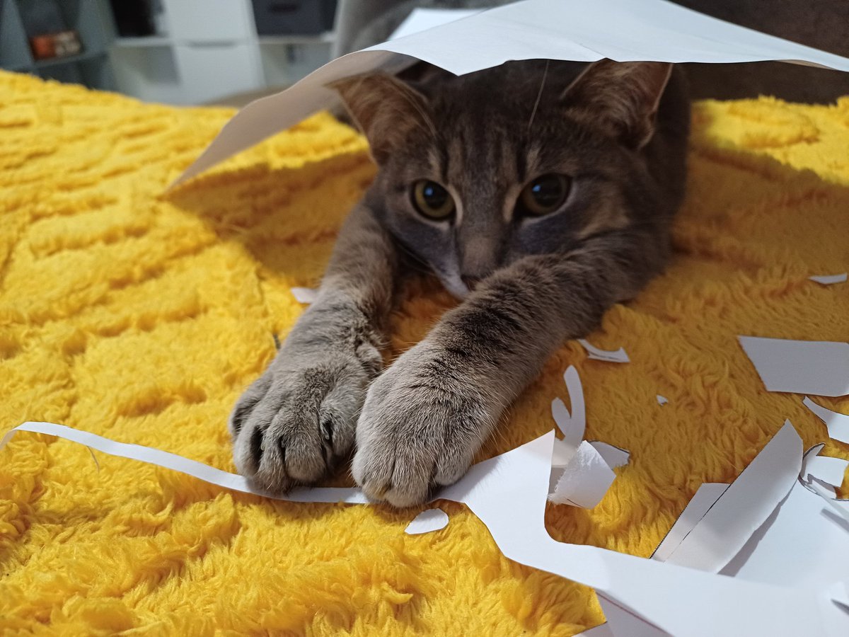 кошкочерепах в деле😼
