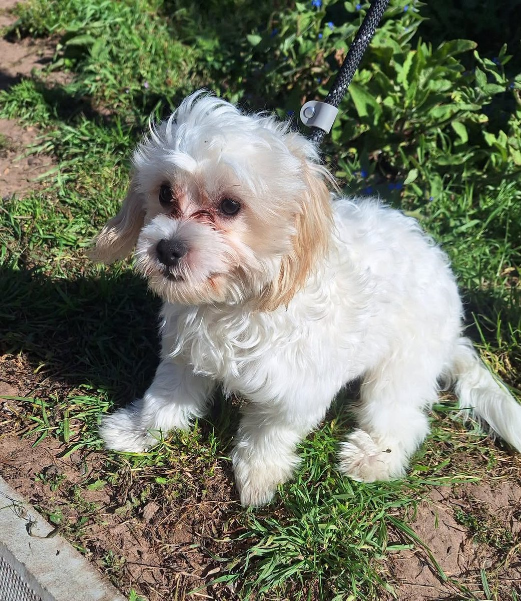 Animal Adoptions UK 🐕‍🦺🐈🐎❤️ tweet media