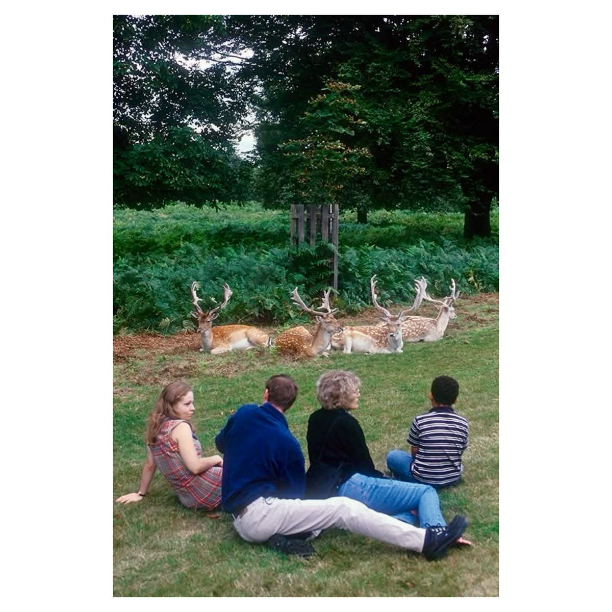 edu_walkabout's tweet image. 📍Richmond Park 🇬🇧

#richmondpark #royalparks #londres #london #walkabout
