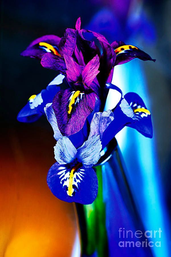 photographervin's tweet image. IRISES
fineartamerica.com/featured/irise…
#nature #happy #beautiful #blue #art #flowers #love #peace #floral #garden #botanical #AlexanderVinogradovphotography #giftideas #BuyIntoArt #ayearforart #wallart #homedecor #interiordesign #artforsale #artprints #photography #fineartphotography