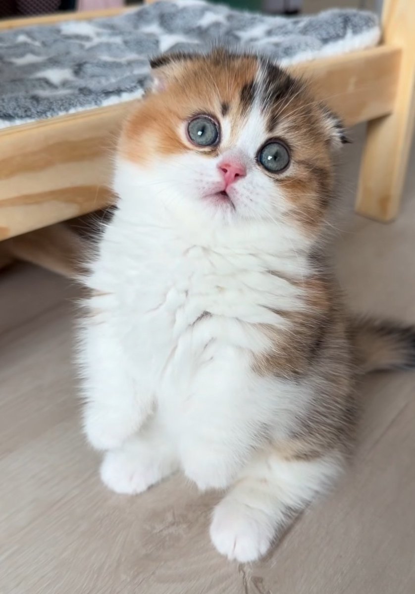 Misk16937493's tweet image. 🤎🐈‍⬛

#Cats