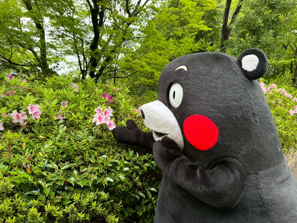 くまモン【公式】 tweet media