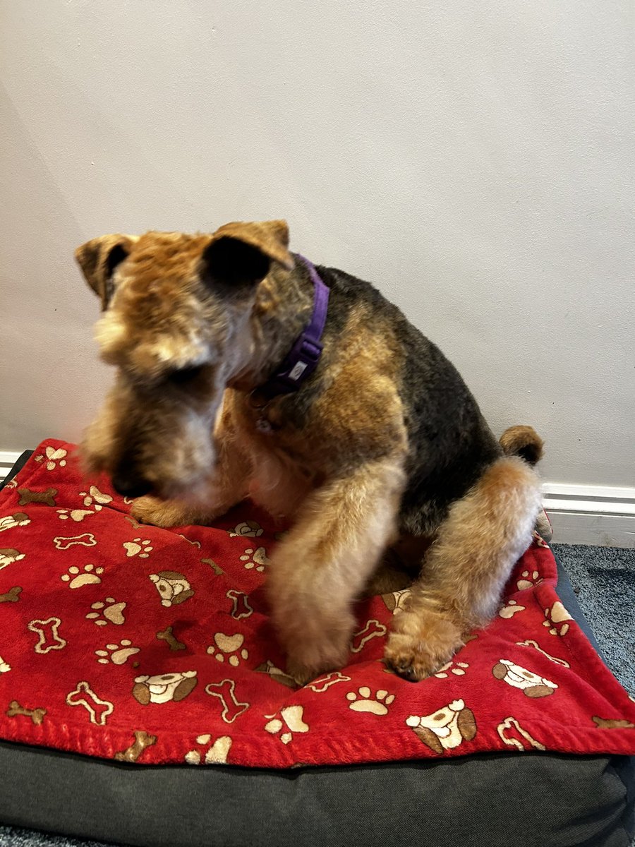 Poppy the littlest Airedale & Dobbina House Elf tweet media
