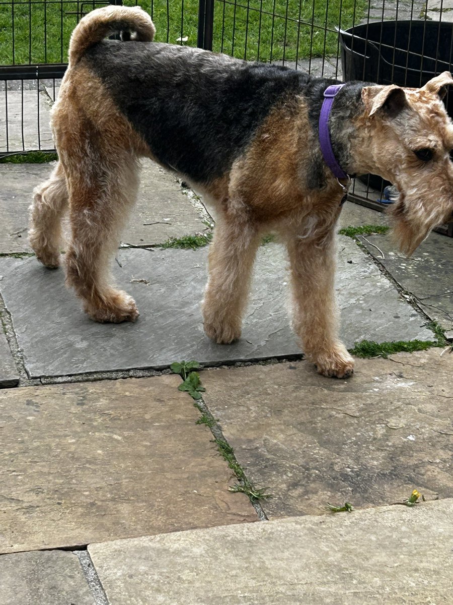Poppy the littlest Airedale & Dobbina House Elf tweet media