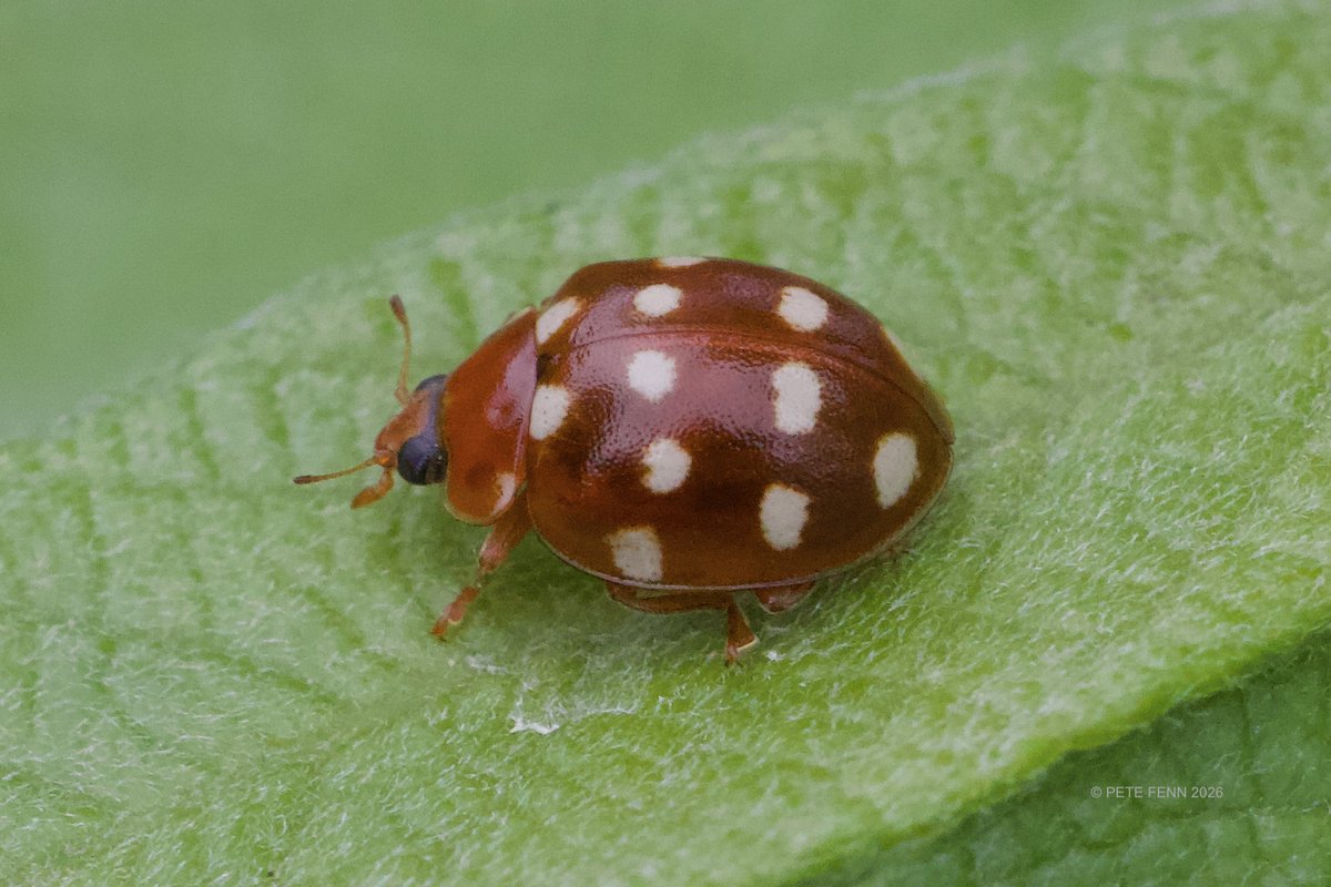 MartineFenn's tweet image. A Cream Spot Ladybird spotted on one of our walks last week
#Insects #Beetles