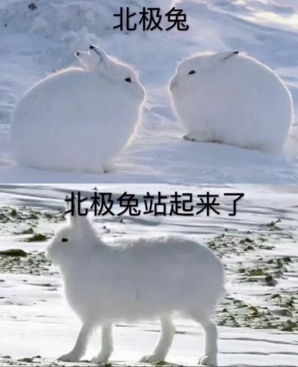 兔兔的呆毛 tweet media