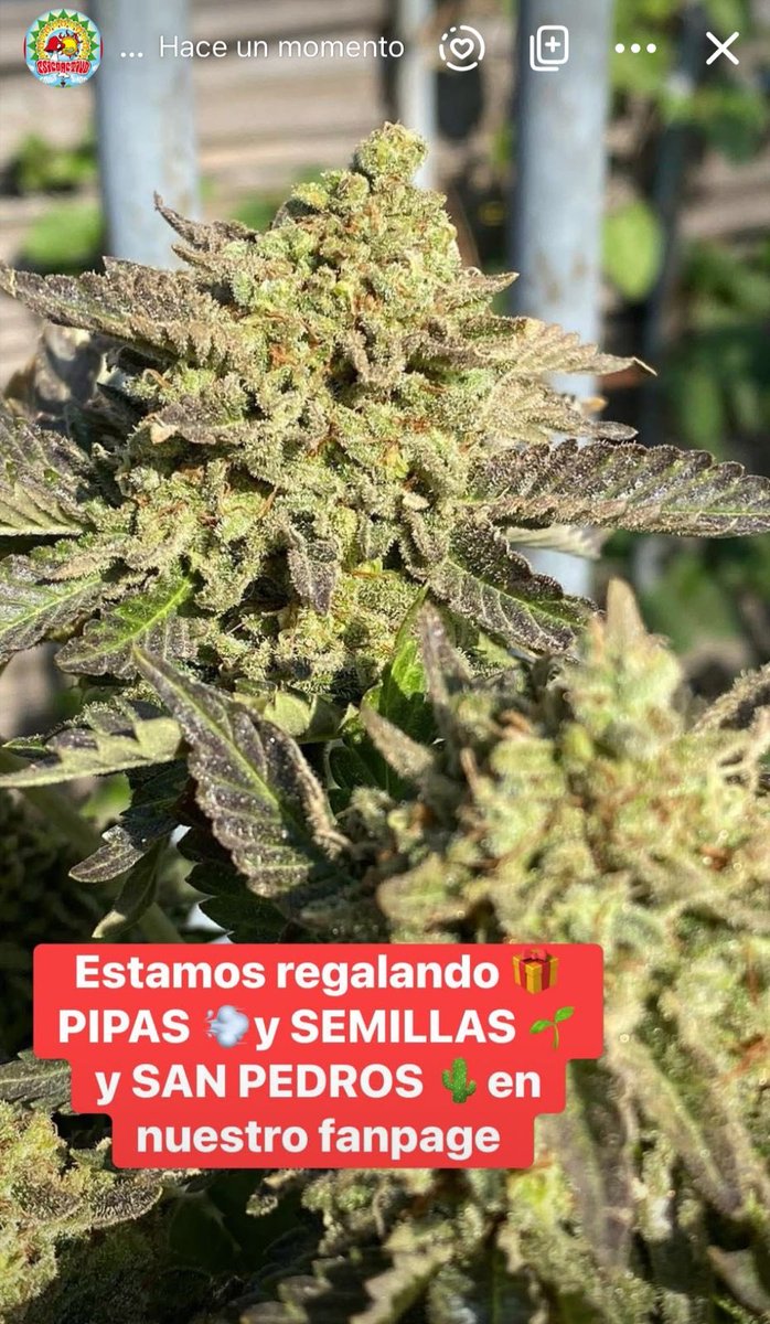 psicoactivo's tweet photo. https://t.co/FUKJdENjpB https://t.co/872FbyMITV