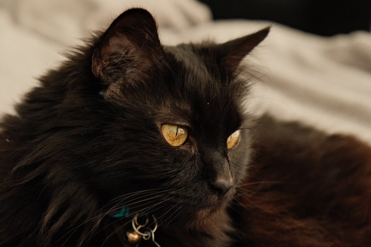 Captandcannoli tweet media