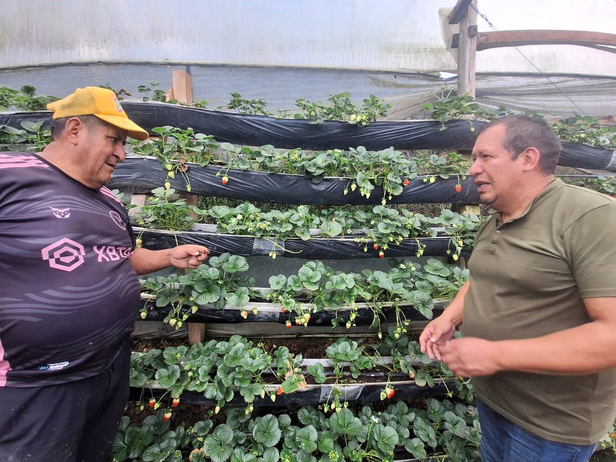 Agricultura_CZ7's tweet photo. #Loja | El MAGP, a través de la Oficina Técnica #Chuquiribamba, brinda asistencia técnica en prácticas de fertilización y uso responsable de agroquímicos en cultivos de fresa, tomate riñón, pimiento y café.
Estas acciones fortalecen la producción y productividad agrícola. https://t.co/oVwBpgTc3n
