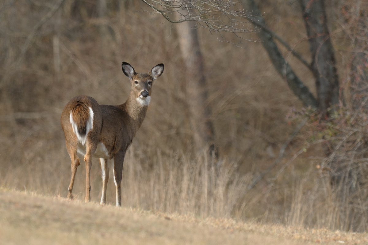 OODMag's tweet image. ICYMI: Deer licences are available and the antlerless deer draw is open until June 30. 
Draw results will be available August 1. 
Buy your licence and apply for the draw at: huntandfishontario.com
@fishwildlifeon
#Hunting #Outdoors #Ontario #DeerLicence #AntlerlessDeer #Apply