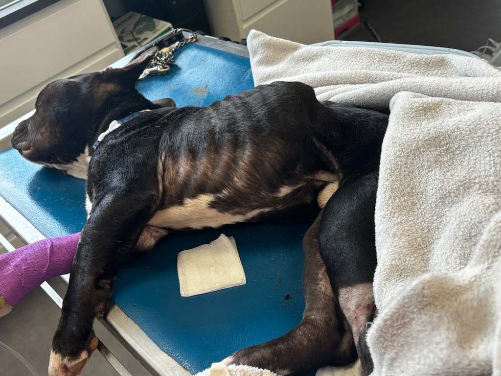 FBB_Officiel's tweet image. 🐶 Tyson, laissé sans eau ni nourriture pendant plusieurs semaines

À la demande d’une gendarmerie en Côte-d’Or, la Fondation Brigitte Bardot est intervenue dans une affaire concernant un American Bully victime d’abandon, de sévices graves et d’actes de cruauté.

Privé d’eau et