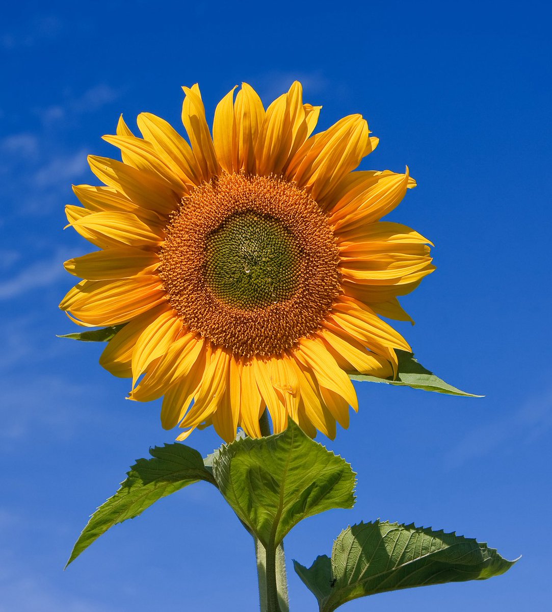 LT_AMSTERDAM's tweet photo. Just some pictures of sunflowers you can download and hold up during sunflowers if you haven’t managed to print out a picture or bring a flower inside 🌻 https://t.co/9xKxVzfcMl