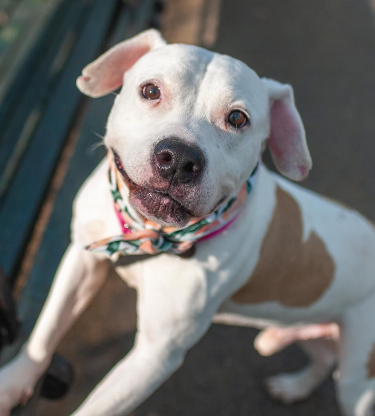 NMBewitched's tweet image. #MondayMarvels
#AdoptionisaPassion 

Peach Bellini🍑😍 
Sweet &amp;amp; Shy
A destination #Adoption as he is hidden away in a pop-up crate in the isolation room😭

Described as a Delight