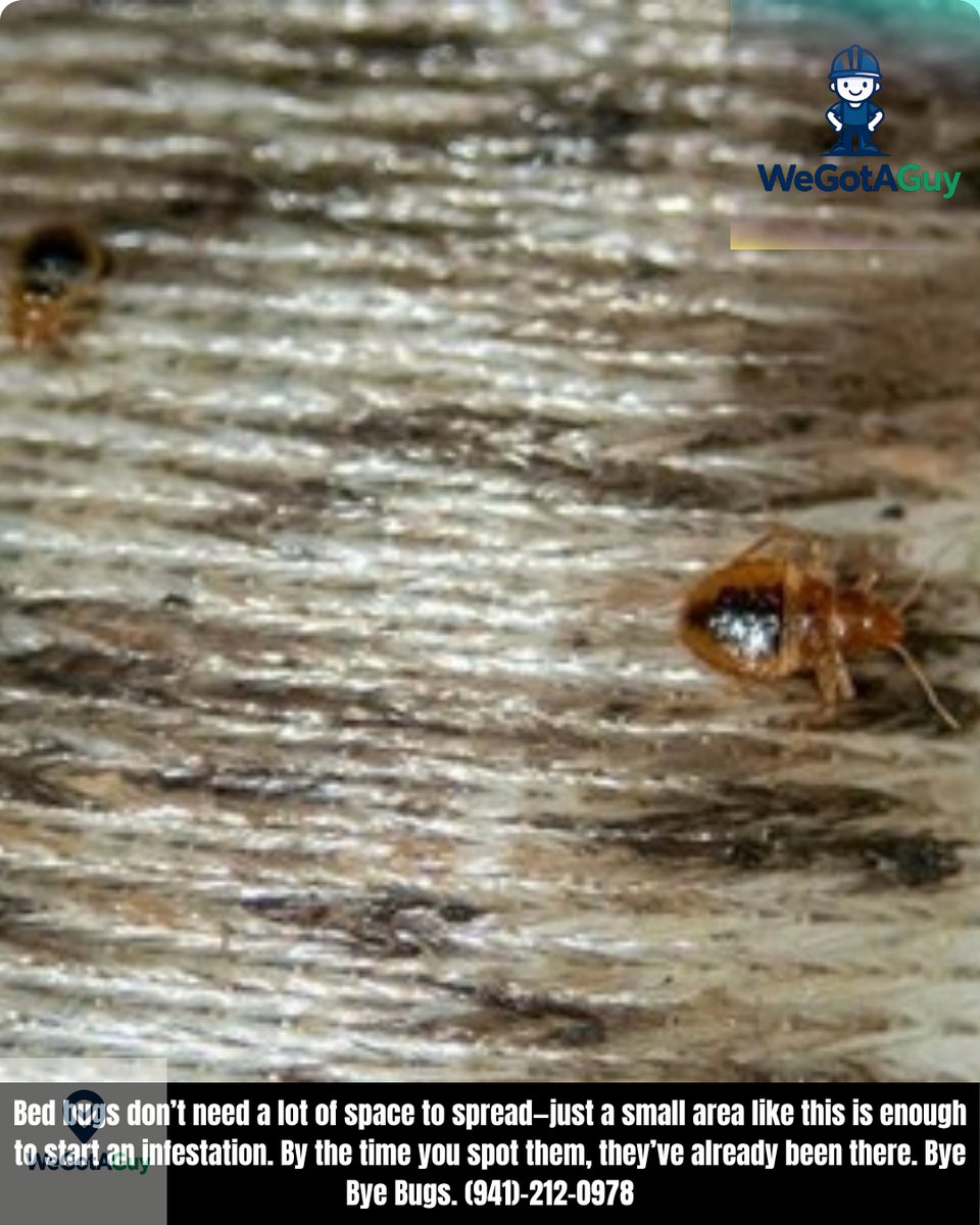 Wegotaguy2's tweet image. Bed bugs don’t need a lot of space to spread—just a small area like this is enough to start an infestation. By the time you spot them, they’ve already been there. Bye Bye Bugs. (941)-212-0978 #BedBugs #PestControl #HomeProtection #FYP #ForYouPage
