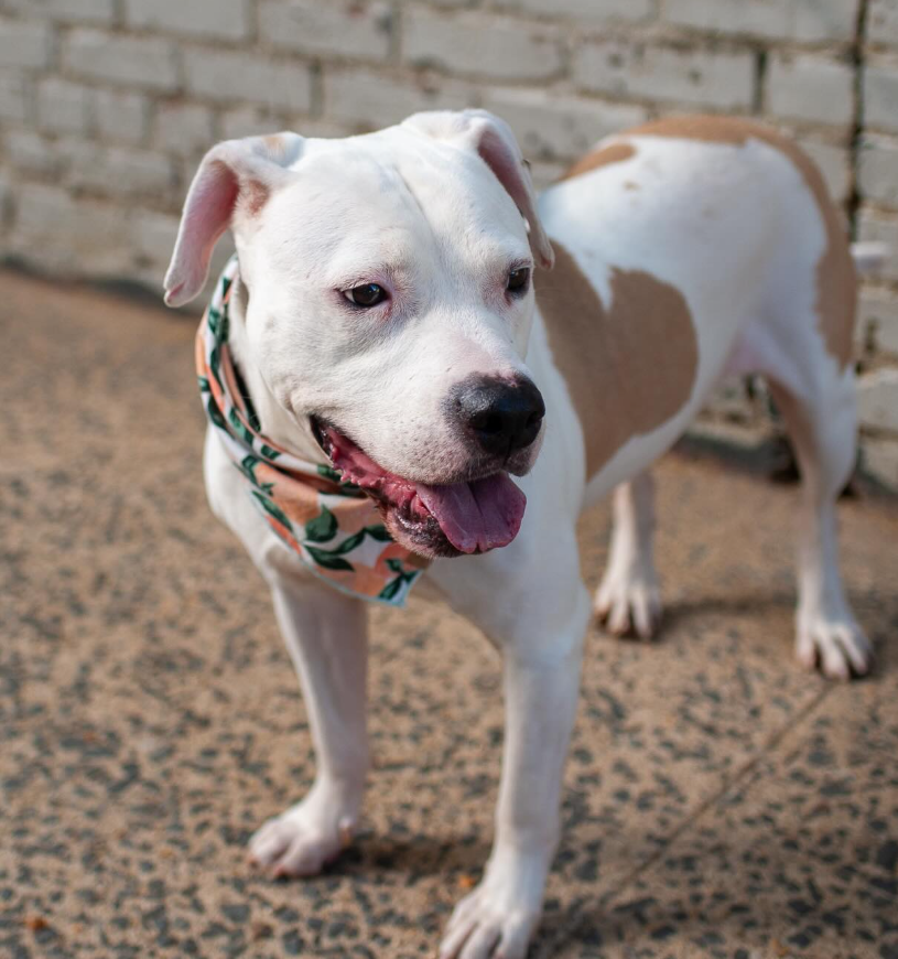 NMBewitched's tweet image. #MondayMarvels
#AdoptionisaPassion 

Peach Bellini🍑😍 
Sweet &amp;amp; Shy
A destination #Adoption as he is hidden away in a pop-up crate in the isolation room😭

Described as a Delight