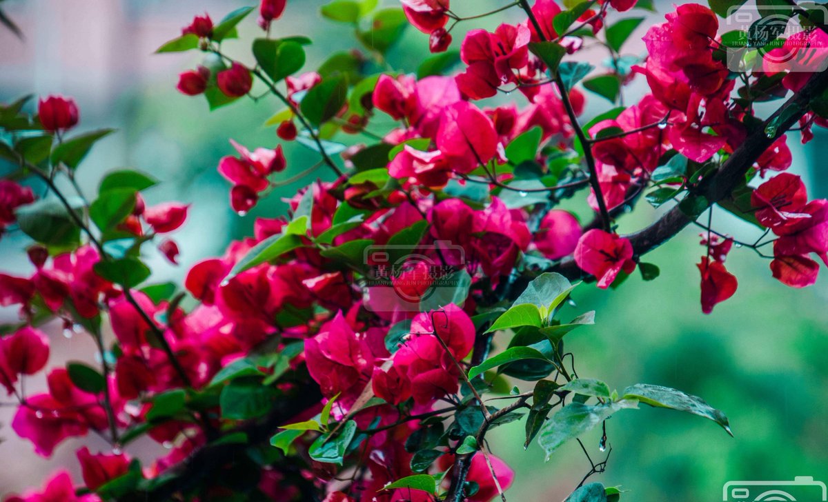 Radhakrishna Kurup tweet media