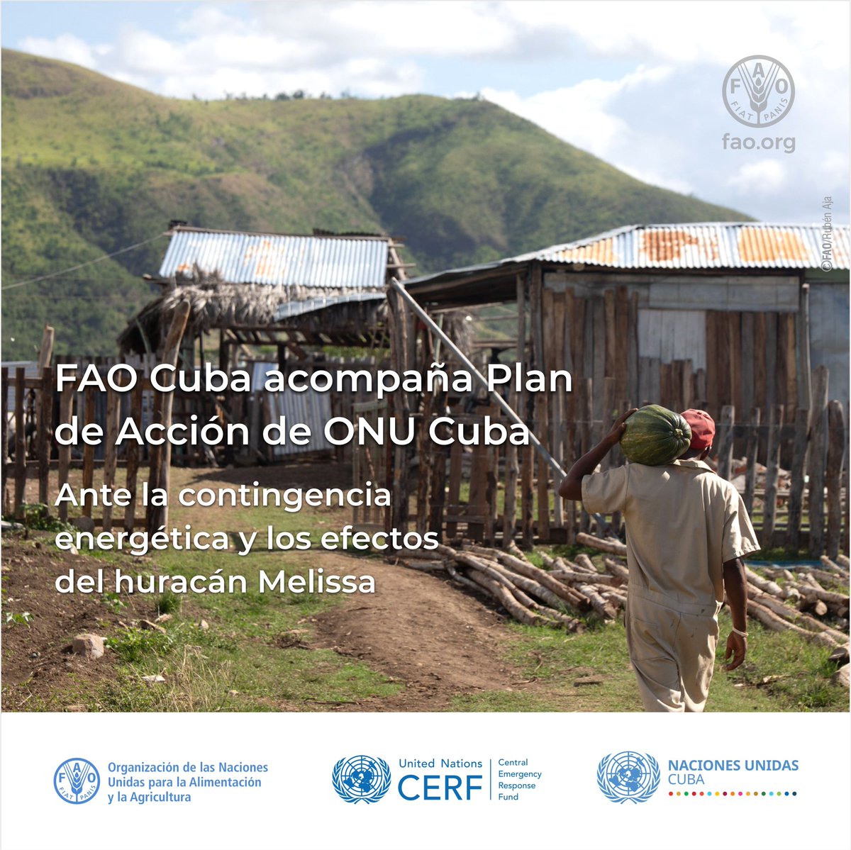 FAOCuba's tweet photo. Ante la contingencia energética y los impactos del huracán Melissa, @ONU_Cuba impulsa plan de 94,1 millones de USD para apoyar 2 millones de personas. Desde @FAOCuba llegamos a 131.078 productores con semillas, abonos, sistemas de riego y apoyo a movilidad sostenible @OCHAFunds https://t.co/C9OXRjRh3l