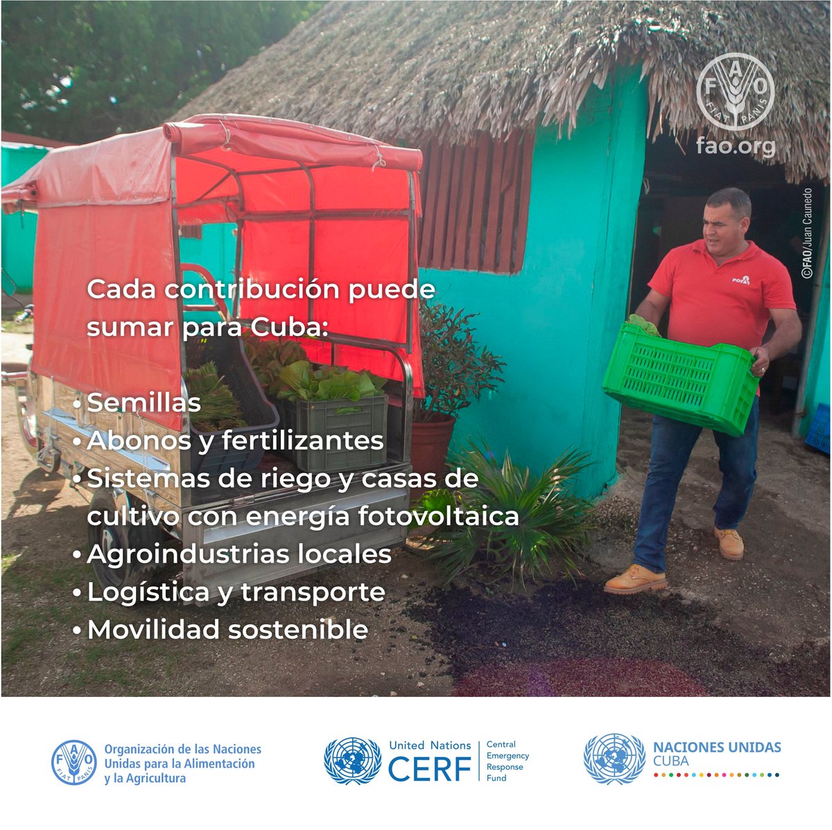 FAOCuba's tweet photo. Ante la contingencia energética y los impactos del huracán Melissa, @ONU_Cuba impulsa plan de 94,1 millones de USD para apoyar 2 millones de personas. Desde @FAOCuba llegamos a 131.078 productores con semillas, abonos, sistemas de riego y apoyo a movilidad sostenible @OCHAFunds https://t.co/C9OXRjRh3l