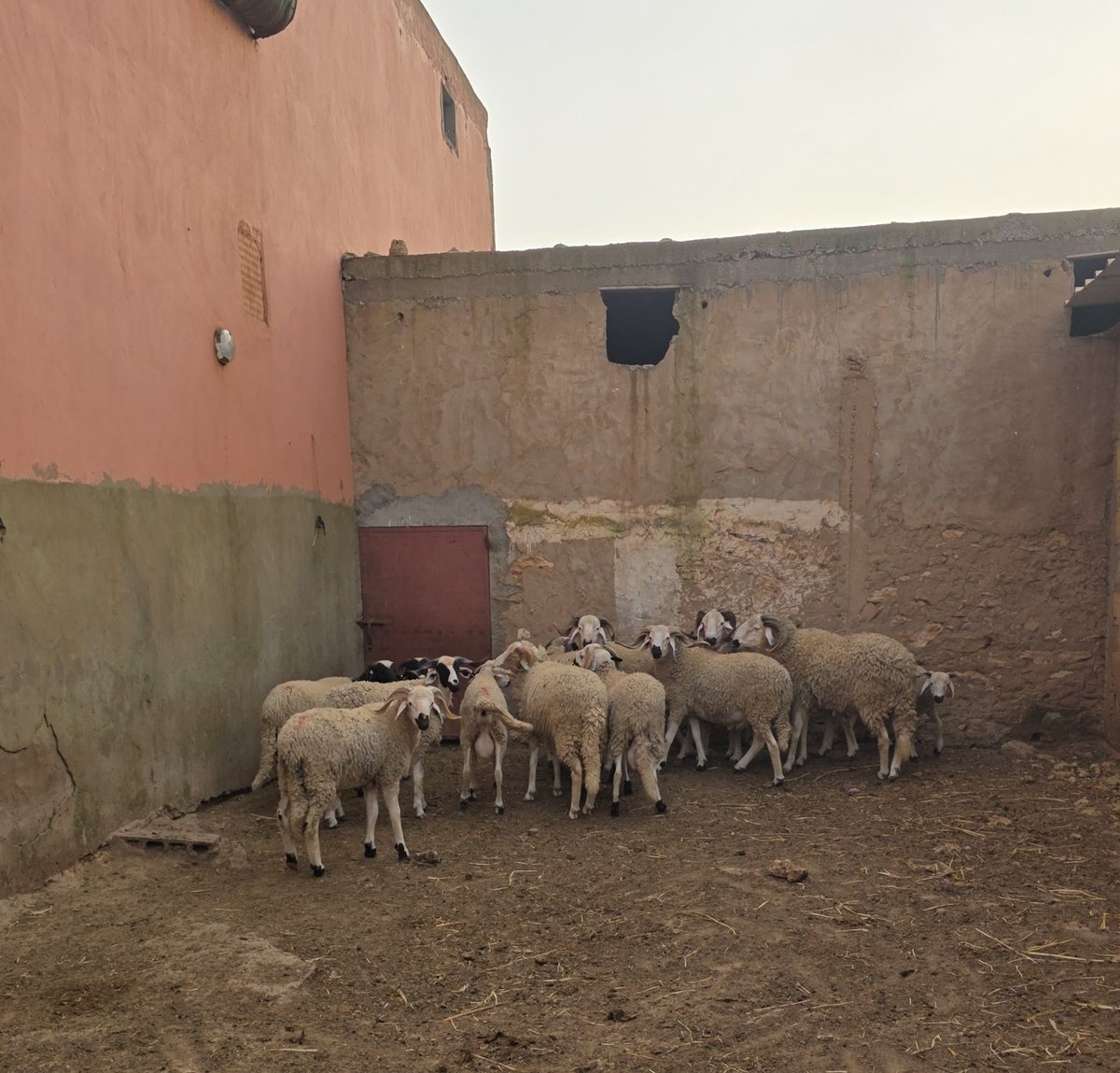 𝕊𝕒𝕢𝕣𝕚 ♛ tweet media