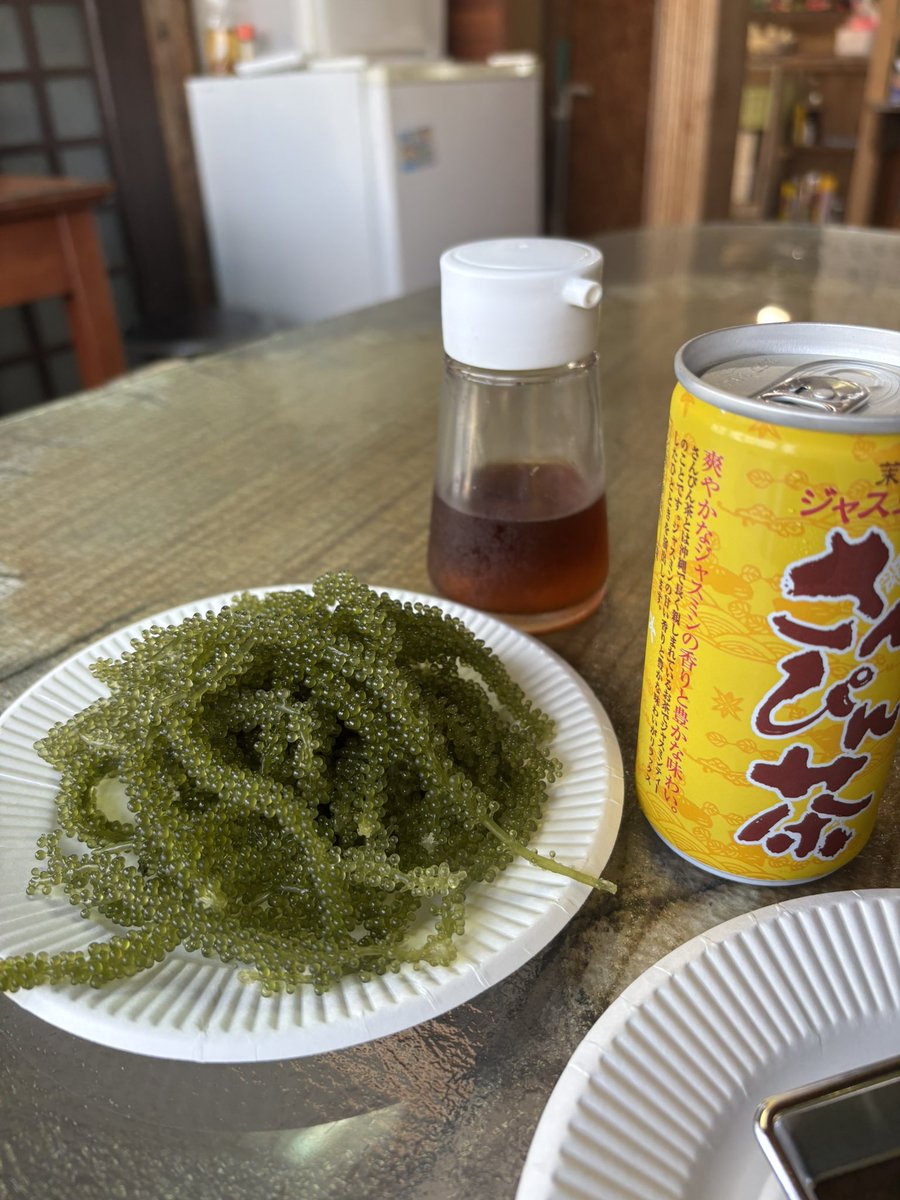 平安座の海ぶどう養殖場で選別。海ぶどうが高い理由が分かりました。たくさんの茎たちの中から長いものだけ手作業で分けて、だいたい左のカゴから獲れるのは右のカゴくらい。