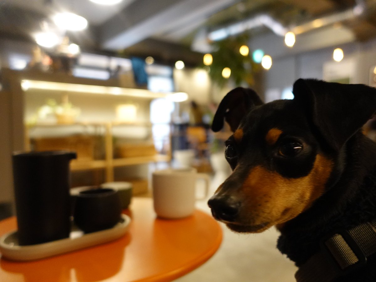 forestinheaven's tweet photo. 2026.01.11

OVER COFFEE HUB
店内ワンコOK

ランチ時間にカフェへ
美味しいコーヒーとトースト
食事というより休憩におススメ

上がコワークスペースになってる
おしゃれな基地

#吉祥寺カフェ #ミニピン #ミニチュアピンシャー #ワンコと一緒 #時差投稿 https://t.co/wbTK09pFmP