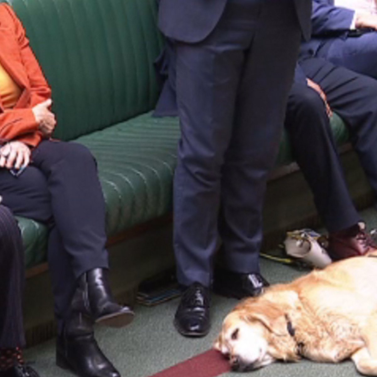 FraC29's tweet image. Am I the only one obsessed with this #doggo listening in during the #Mandelson debate? I feel like this is the best representation of the people's feelings in the Commons right now...
#mandelsonreport #epstein #starmer