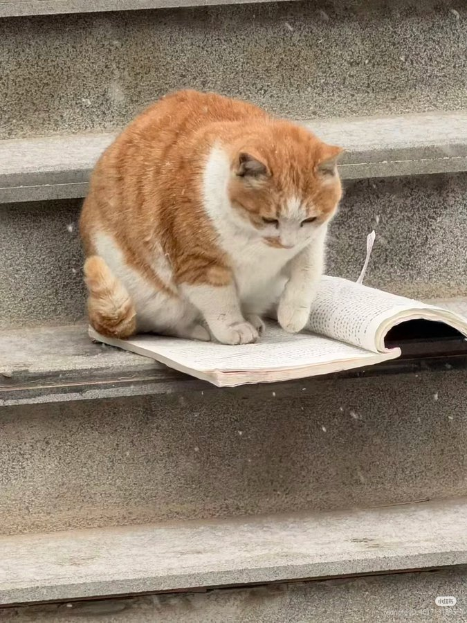 Marina Boschi tweet media