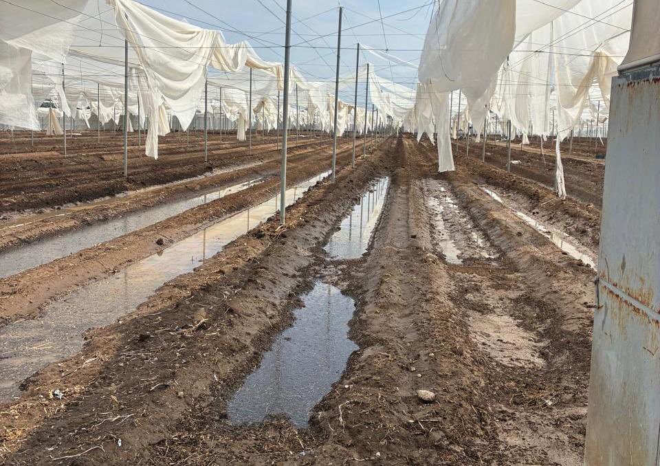 Síntesis San Luis tweet media