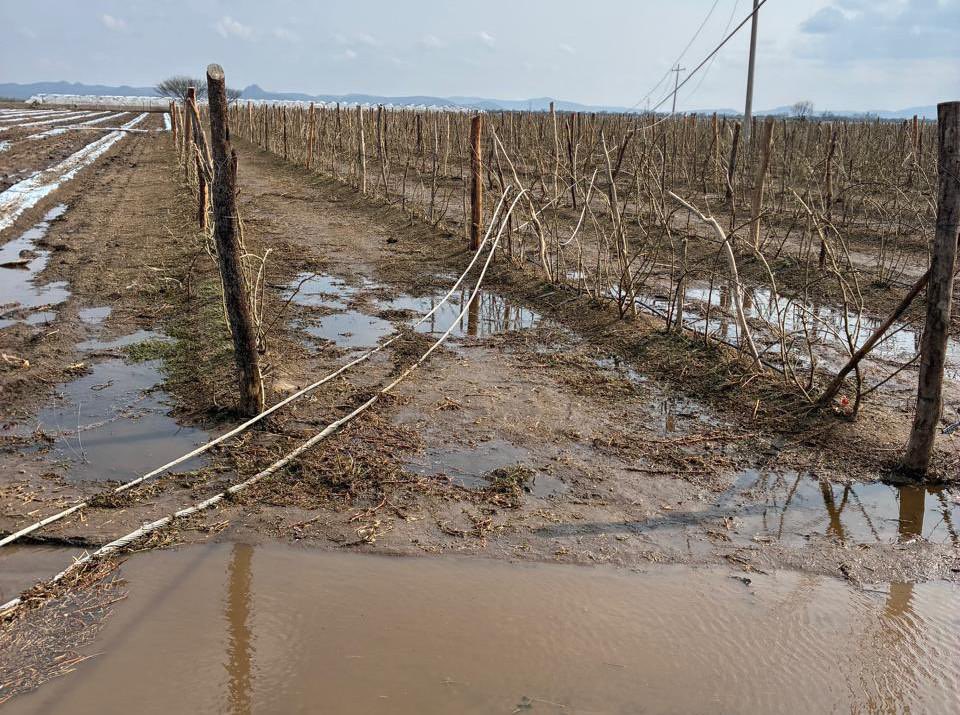 Síntesis San Luis tweet media