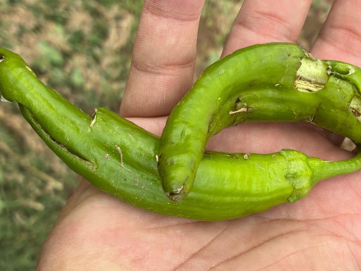 Síntesis San Luis tweet media