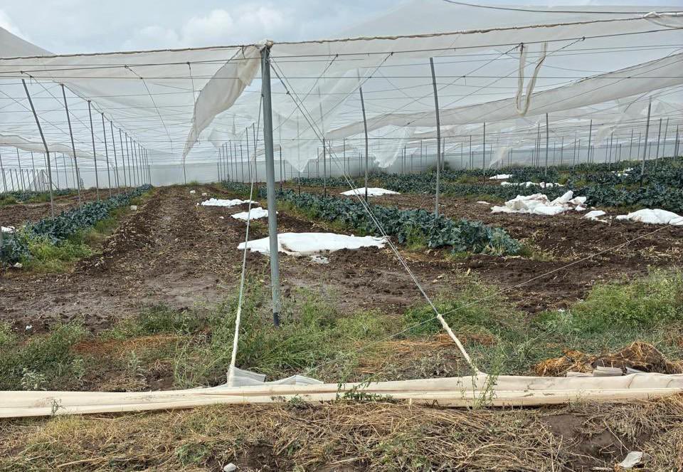 Síntesis San Luis tweet media