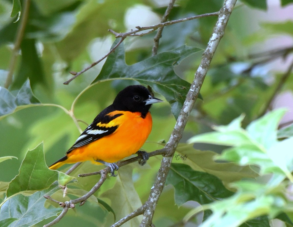 bat52301's tweet image. First Baltimore Oriole sighting ever!!  🎉

This vibrant male showed up in my SE Texas yard yesterday. Already set up the orange halves, jelly, and nectar just for him. Migration season is the best!  

Happy 420

#BaltimoreOriole #Birding #BackyardBirds #TexasBirds"