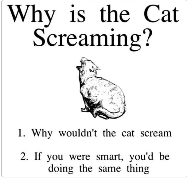 Cat TikToks tweet media