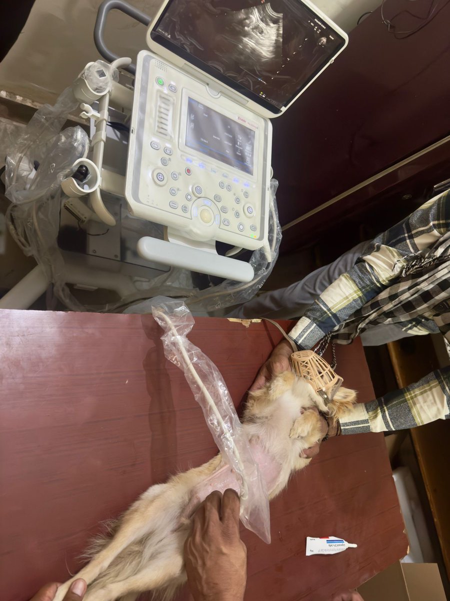 HSVA1987's tweet photo. HSVA expresses its profound  appreciation on the benevolent initiative of AHD, Haryana for new ultrasound machines to veterinary polyclinics. We convey our. sincere gratitude to the Government for this commendable step. @NayabSainiBJP @shamsingh_rana @mlkhattar https://t.co/Bbc84dwQuJ