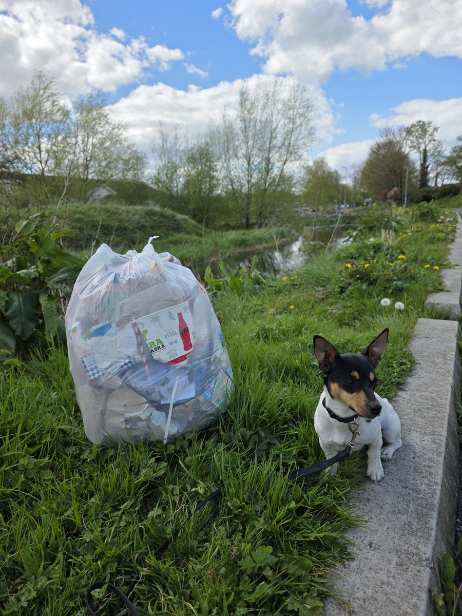 roriain's tweet image. Another enjoyable walk and #litter pick around town. Improving where I live one piece of litter at a time. White dead-nettle, common sowthistle &amp;amp; dandelion clock. #lovewhereyoulive #LeaveNoTrace