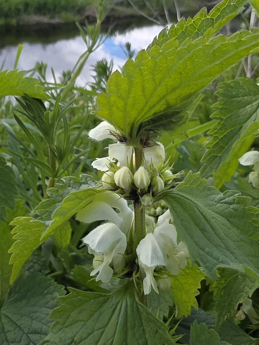 roriain's tweet image. Another enjoyable walk and #litter pick around town. Improving where I live one piece of litter at a time. White dead-nettle, common sowthistle &amp;amp; dandelion clock. #lovewhereyoulive #LeaveNoTrace
