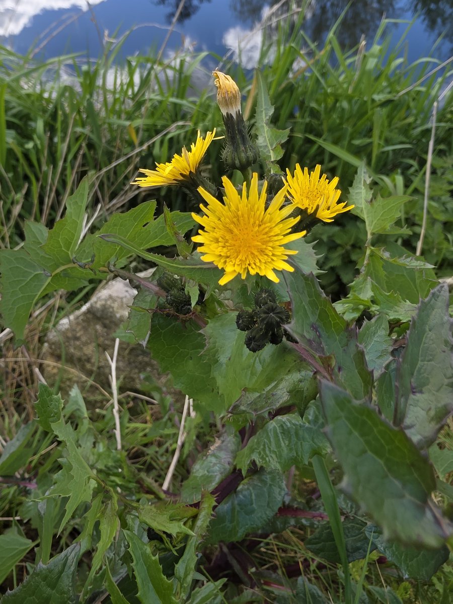 roriain's tweet image. Another enjoyable walk and #litter pick around town. Improving where I live one piece of litter at a time. White dead-nettle, common sowthistle &amp;amp; dandelion clock. #lovewhereyoulive #LeaveNoTrace