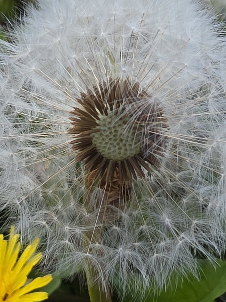 roriain's tweet image. Another enjoyable walk and #litter pick around town. Improving where I live one piece of litter at a time. White dead-nettle, common sowthistle &amp;amp; dandelion clock. #lovewhereyoulive #LeaveNoTrace